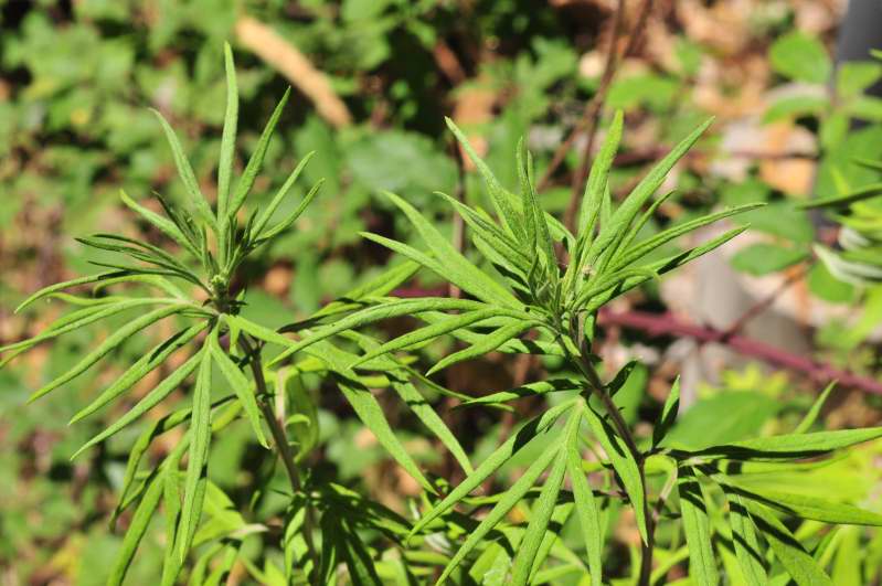 Piantina verde - Artemisia verlotiorum